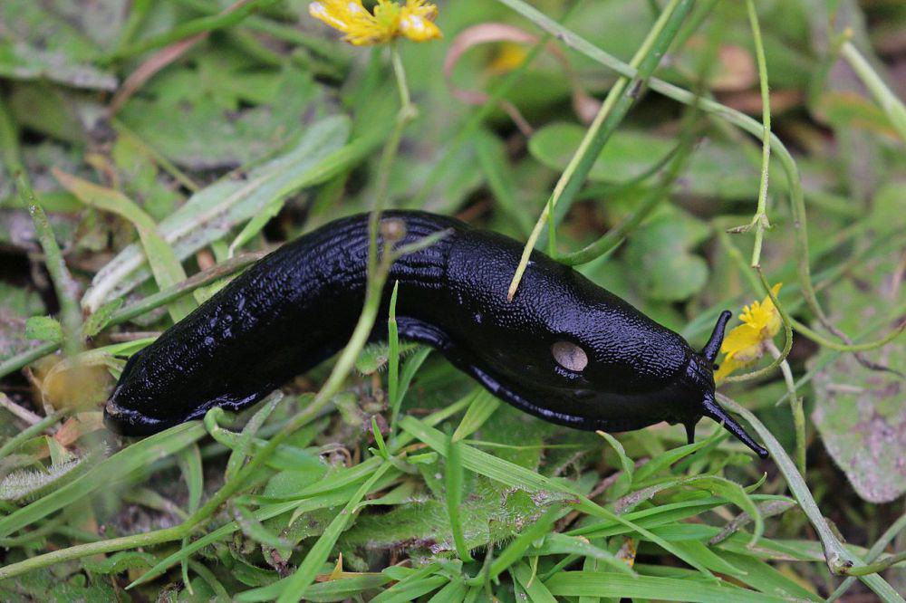 5 Fakta Menarik Siput Hitam, Selalu Menghindari Sinar Matahari!