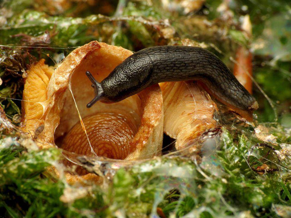 Siput hitam (commons.wikimedia.org/Katja Schulz)