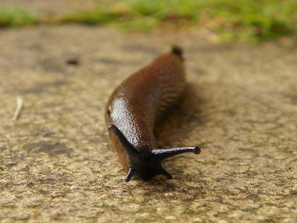 Siput hitam (commons.wikimedia.org/AnemoneProjectors)
