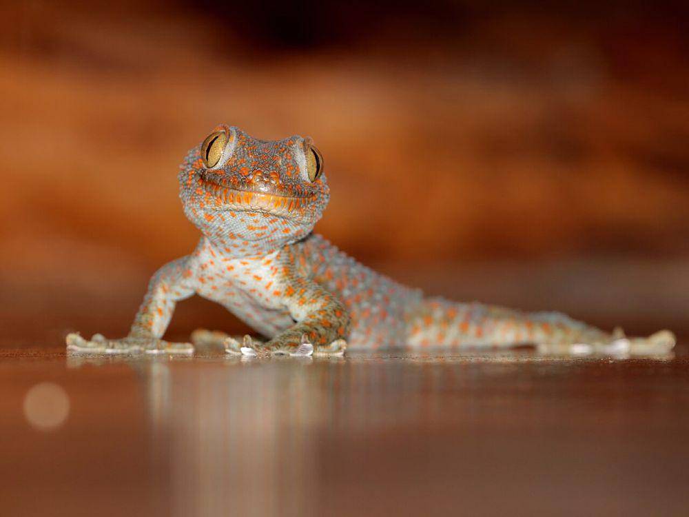Tokek (commons.wikimedia.org/ian_dugdale)