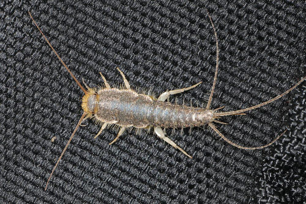 5 Fakta Unik Silverfish Berekor Panjang, Serangga Kecil Pemakan Kertas