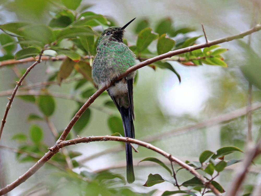 Trainbearer berekor hijau (commons.wikimedia.org/Dick Daniels)