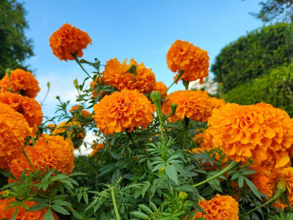ilustrasi tanaman bunga marigold (unsplash.com/Tawseem Hakak)
