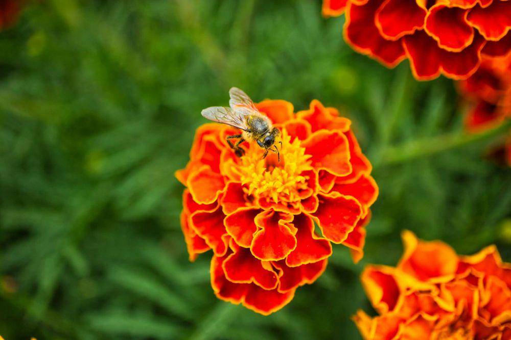 ilustrasi tanaman bunga marigold (unsplash.com/Олександр К)