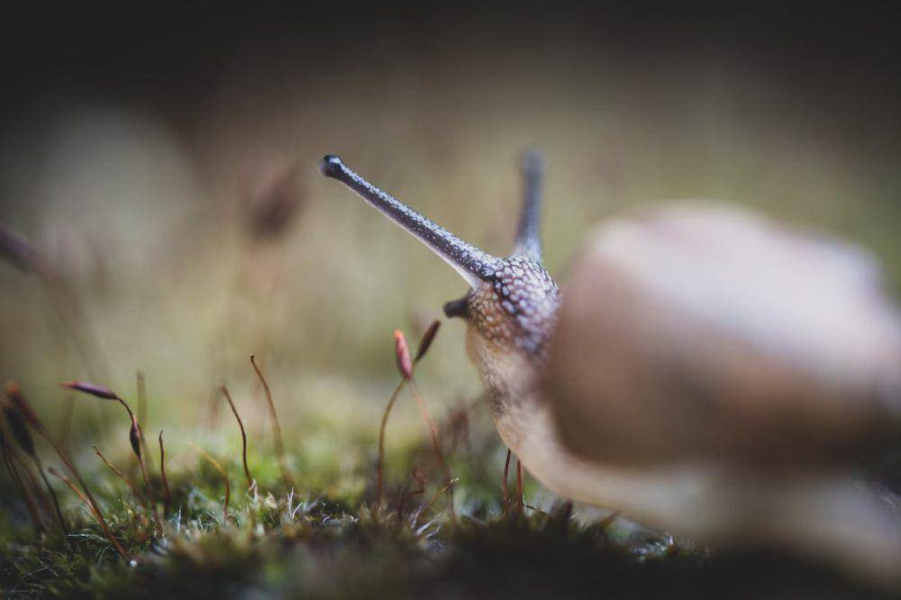 ilustrasi hama siput (pexels.com/Annelies Brouw)