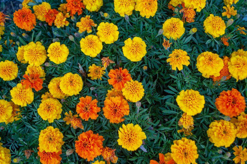 ilustrasi tanaman bunga marigold (unsplash.com/Ksenia)