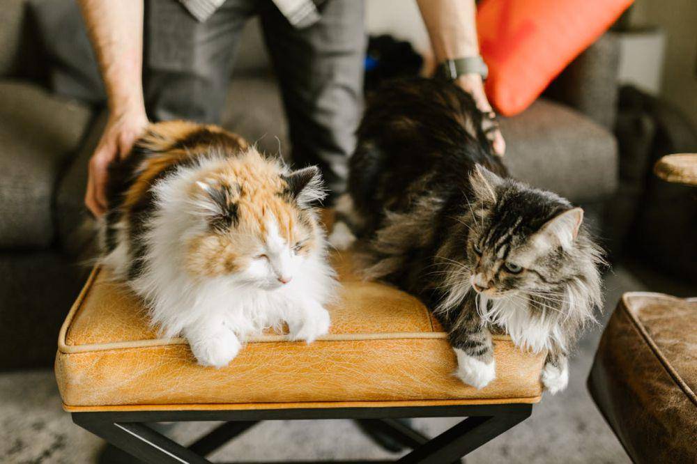 ilustrasi kucing peliharaan (pexels.com/RDNE Stock project)