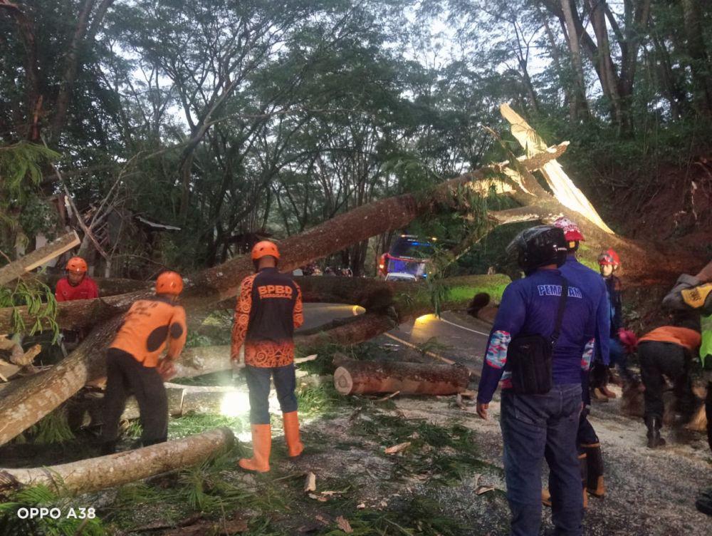 Petugas berusaha mengevakuasi pohon tumbang.IDN Times/ istimewa