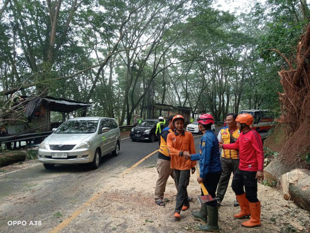 Petugas berusaha mengevakuasi pohon tumbang.IDN Times/ istimewa