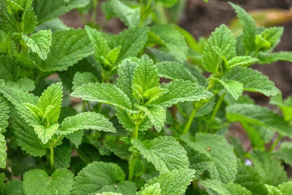 ilustrasi lemon balm (pixabay.com/planet_fox)