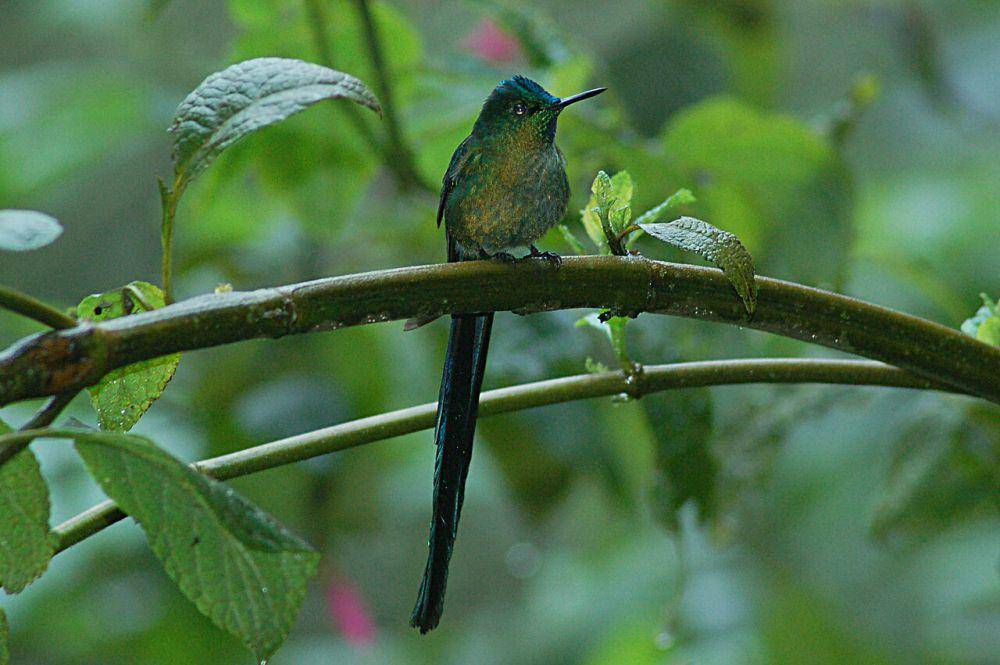 Sylph berekor panjang, salah satu burung kolibri unik berekor panjang (commons.wikimedia.org/Don Henise)