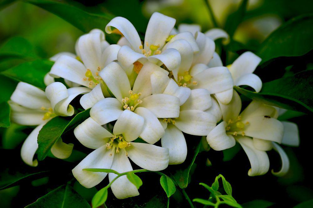 ilustrasi orange jasmine (pixabay.com/pisauikan)