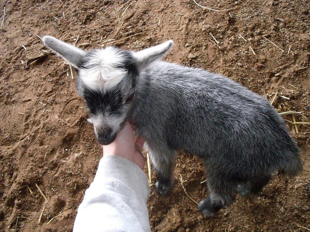 kambing pygmy (commons.wikimedia.org/Kimberly Vardeman)