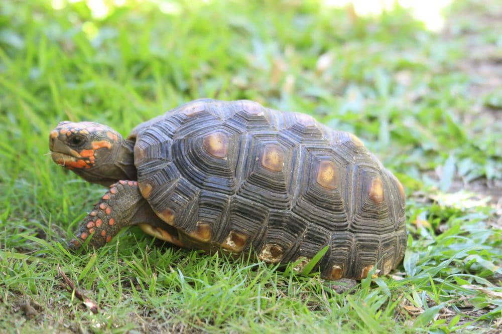 ilustrasi kura-kura cherry head (commons.wikimedia/Mike Brady)