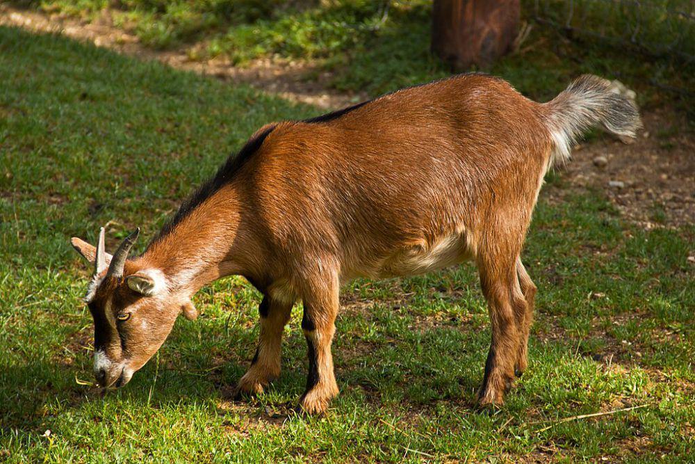 kambing pygmy (commons.wikimedia.org/Duke of W4)