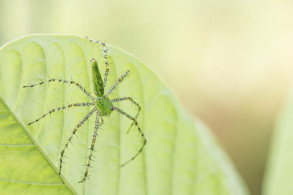 5 Fakta Unik Laba-laba Lynx Hijau, Punya Banyak Kemampuan Luar Biasa!