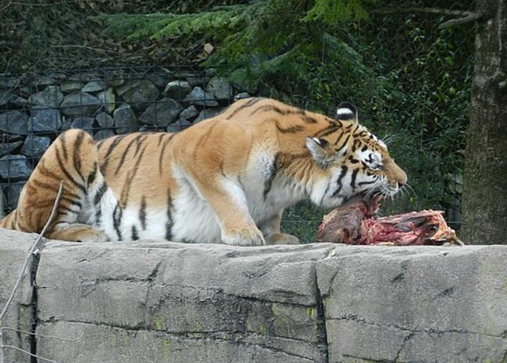 [QUIZ] Makan atau Dimakan? Tentukan Nasib Kamu di Hutan