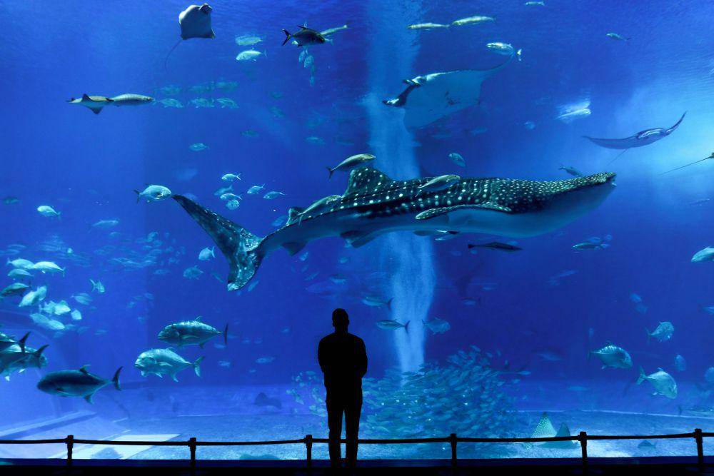 Churaumi Aquarium, Okinawa (unsplash.com/susannschuster)