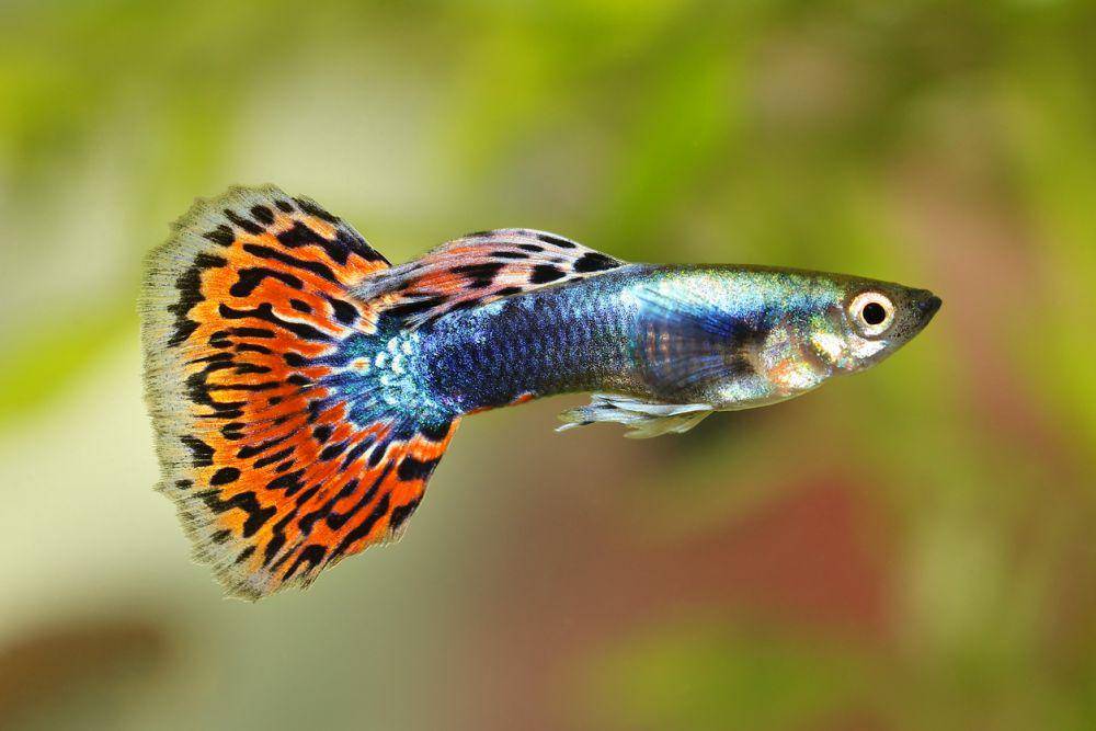 ilustrasi ikan guppy (blueplanetaquarium.com)