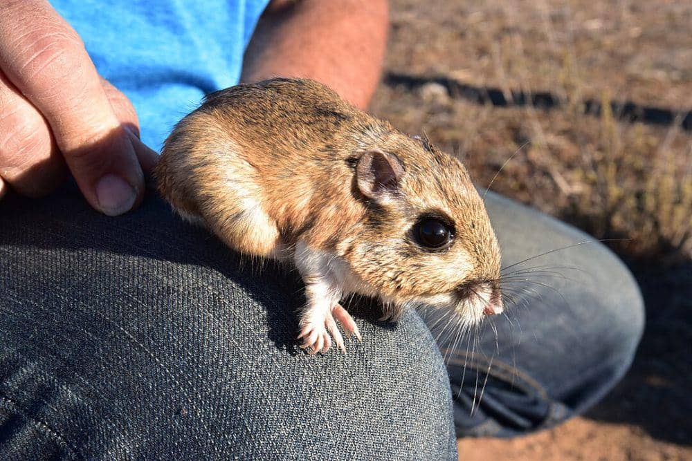 tikus kangguru (commons.wikimedia.org/U.S. Fish and Wildlife Service Headquarters)