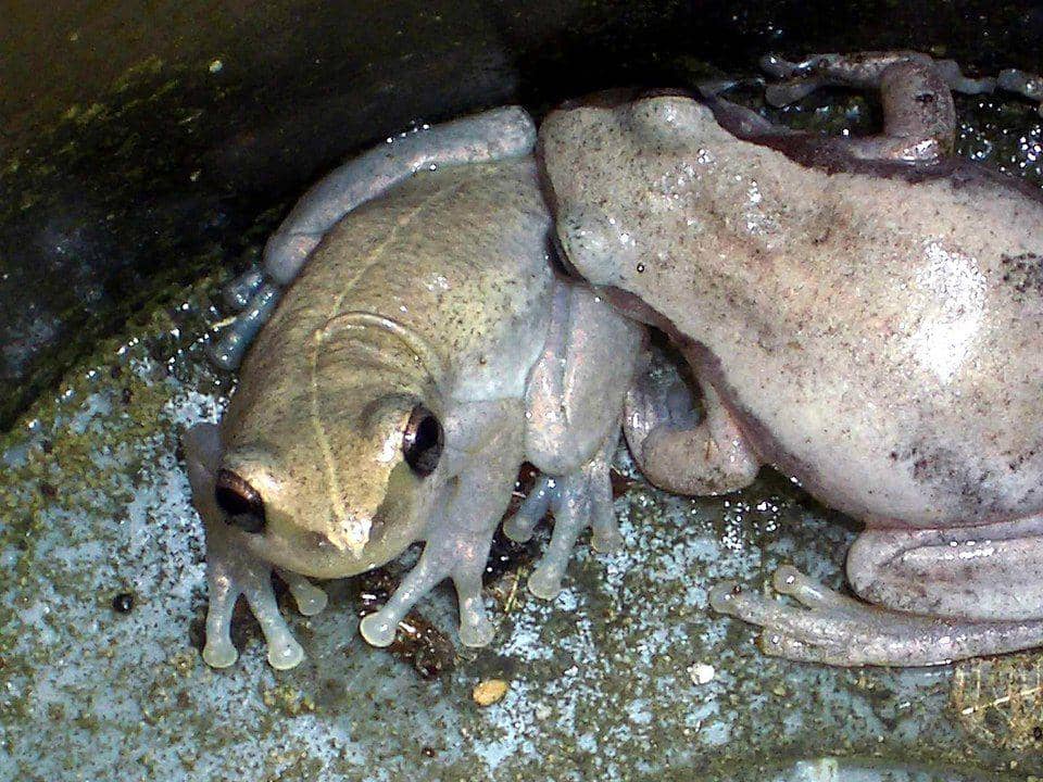ilustrasi katak gurun (commons.wikimedia.org/John Hill)