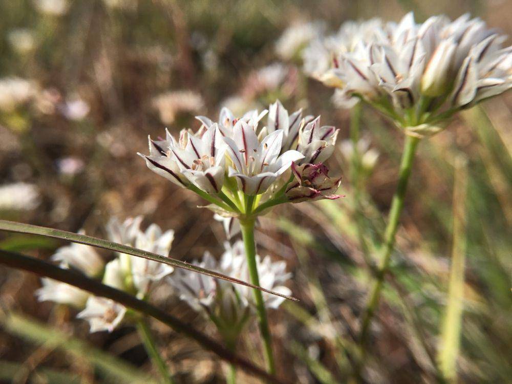 ilustrasi Allium lacunosum (inaturalist.org/parke2)