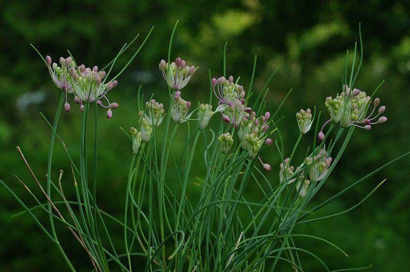 ilustrasi Allium stamineum (inaturalist.org/jaykeller)