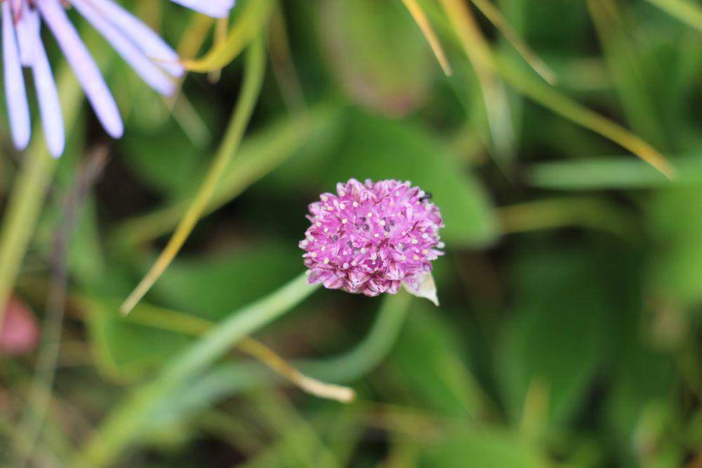 ilustrasi Allium strictum (inaturalist.org/tsengell)