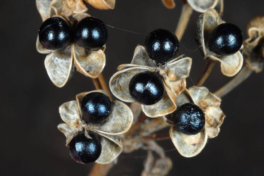 ilustrasi Allium tricoccum (inaturalist.org/douggoldman)