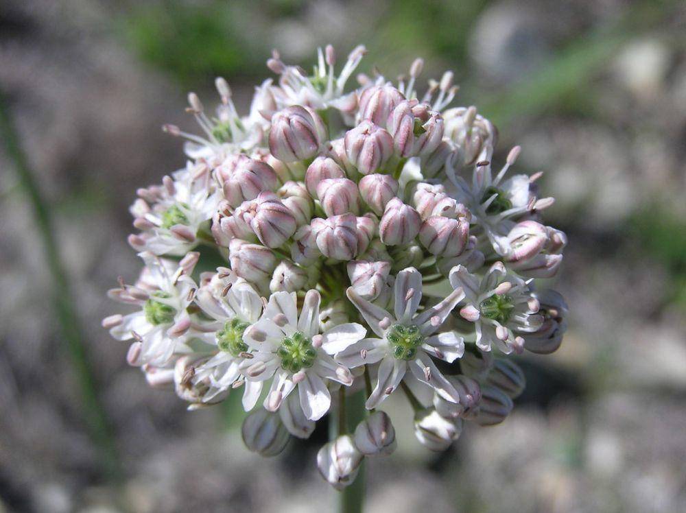ilustrasi Allium tulipifolium (inaturalist.org/Le.Loup.Gris)