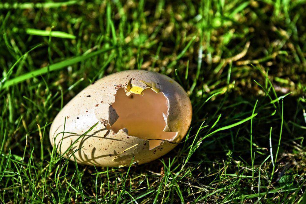 ilustrasi telur (pixabay.com/👀 Mabel Amber, who will one day)