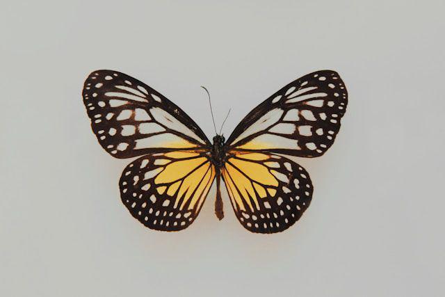 4 Fakta Butterfly Effect, Kepakan Kupu-Kupu yang Dapat Mengubah Dunia