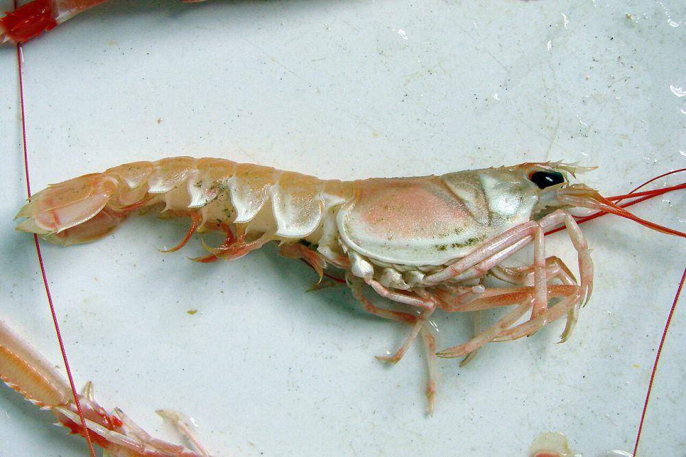 Lobster norwegia (commons.wikimedia.org/Vassil)