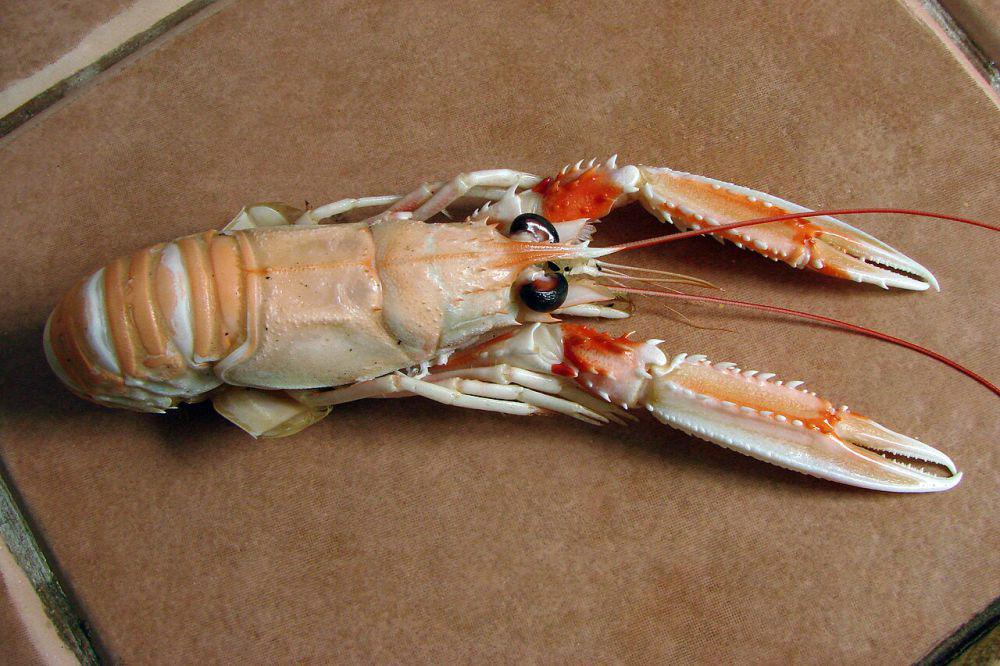 5 Fakta Lobster Norwegia, Krustasea Ramping dari Atlantik