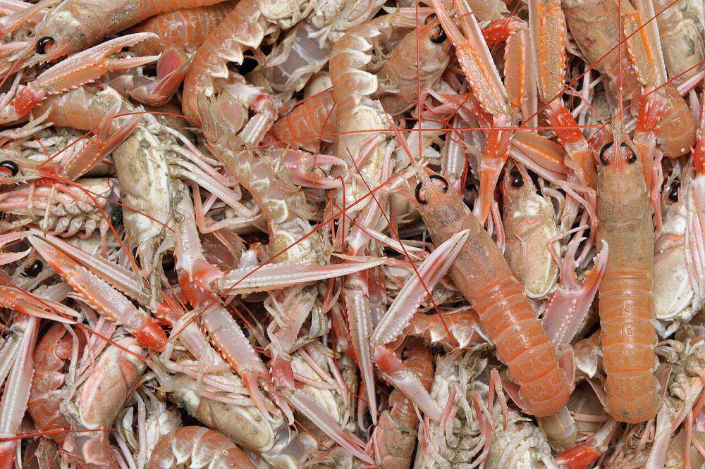 Lobster norwegia (commons.wikimedia.org/Olivier Dugornay)
