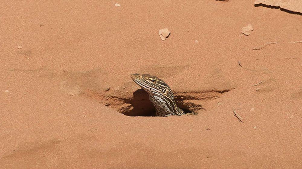 Mengapa Biawak Sering Menggali Lubang di Tanah?