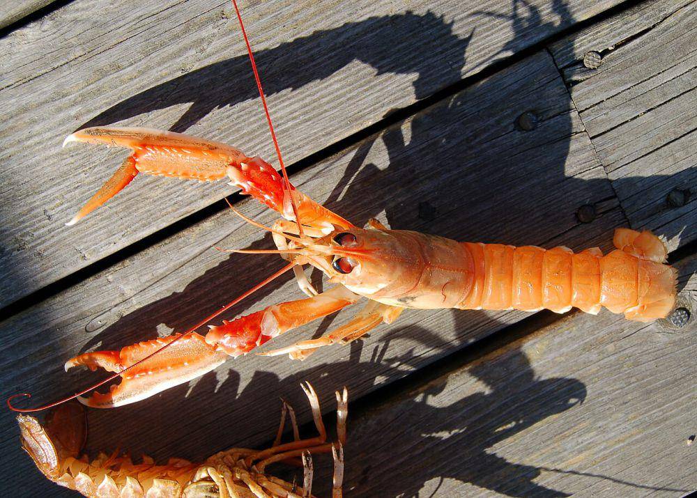 Lobster norwegia (commons.wikimedia.org/Arnstein Rønning)