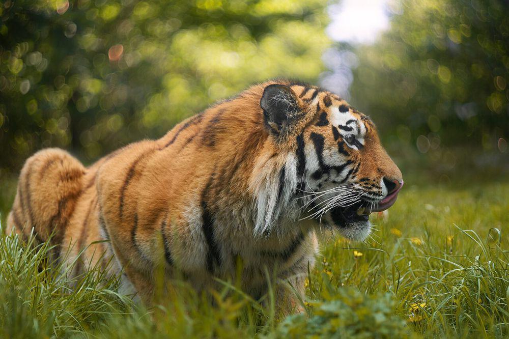 5 Musuh Utama Harimau di Alam, Saling Bersaing saat Mencari Mangsa!