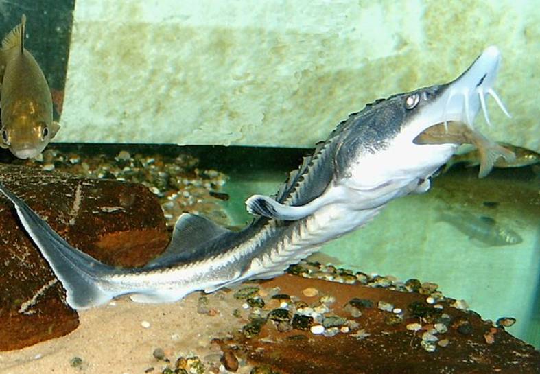 ilustrasi beluga sturgeon (commons.wikimedia.org/Daniel Döhne)