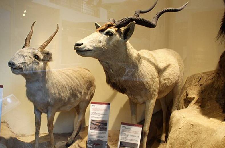 ilustrasi saiga antelope (commons.wikimedia.org/Emőke Dénes)