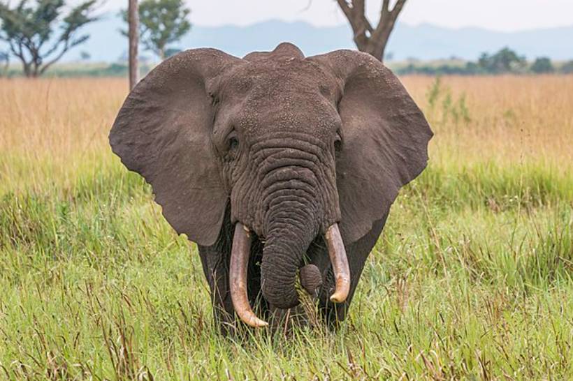 ilustrasi gajah (commons.wikimedia.org/Charles J. Sharp)