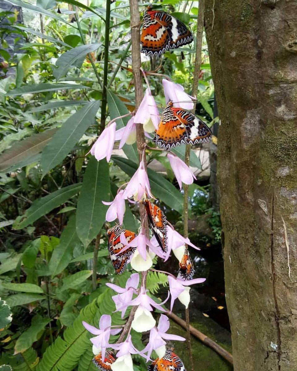 Bali Butterfly Park (instagram.com/balibutterflypark)