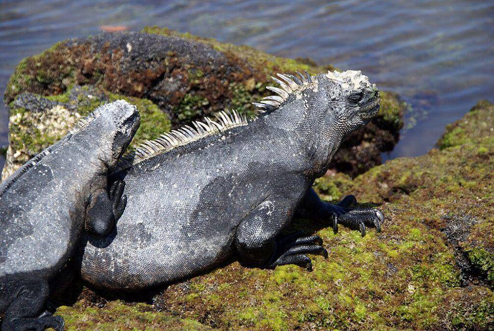 Iguana laut (commons.wikimedia.org/putneymark)