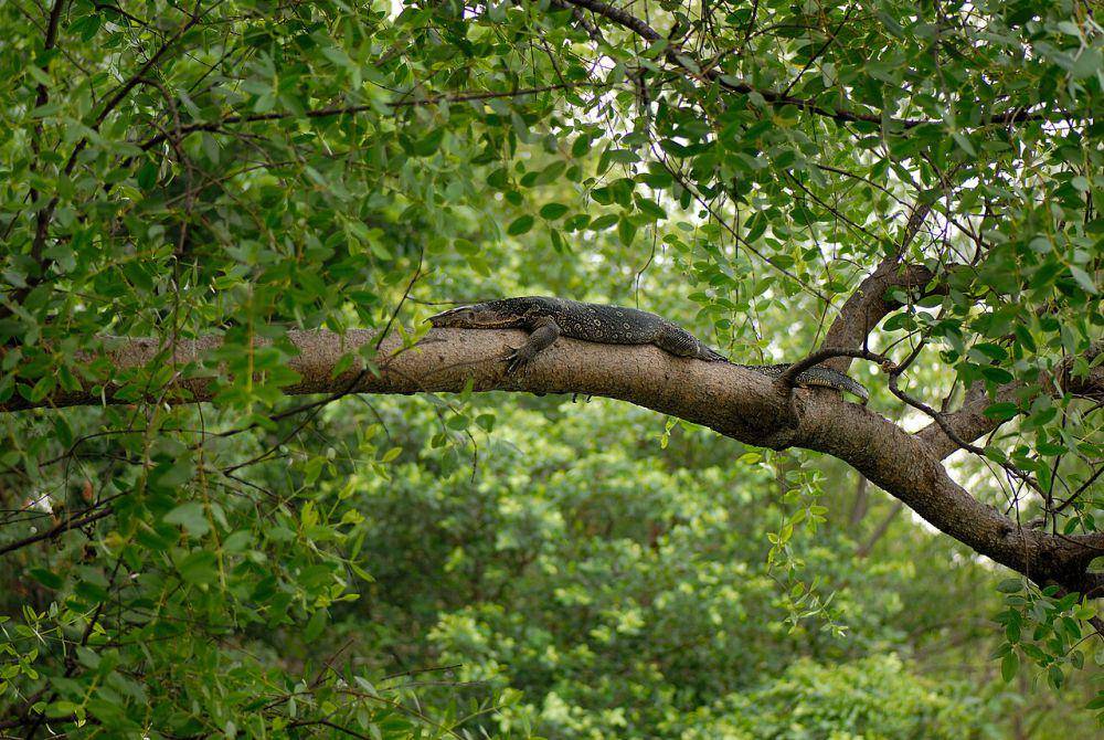 Biawak air (commons.wikimedia.org/Bing)