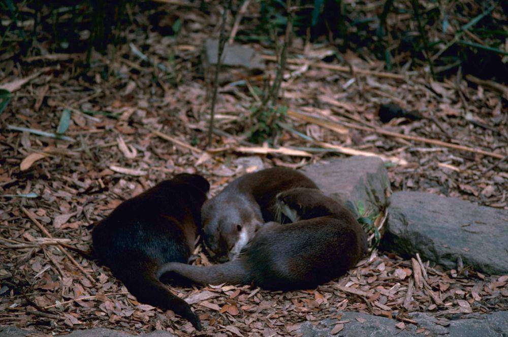 Otter sungai (commons.wikimedia.org/Fæ)