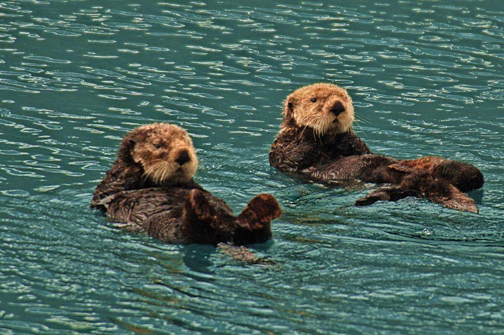 Otter laut (commons.wikimedia.org/Dave Bezaire & Susi Havens-Bezaire)