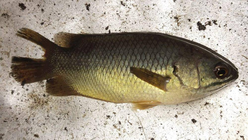 Ikan betok (commons.wikimedia.org/Nayan j Nath)
