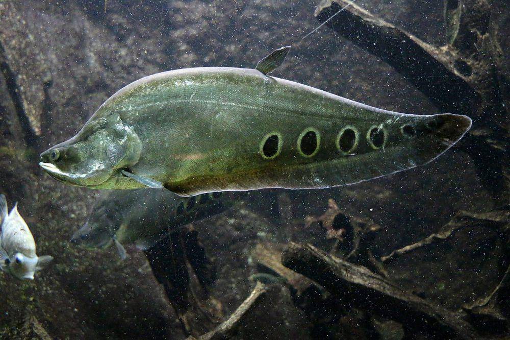 Ikan belida (commons.wikimedia.org/Cangadoba)