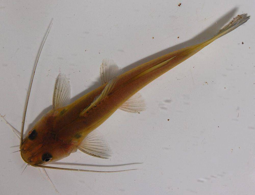 Ikan baung (commons.wikimedia.org/W.A. Djatmiko)