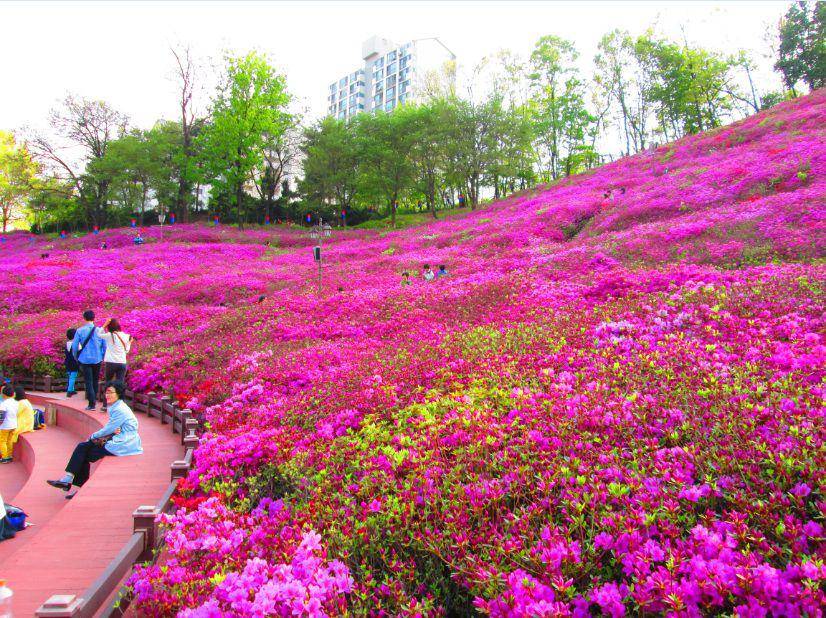 Royal Azalea Hill, Gunpo, Korea Selatan (commons.wikimedia.org/L4_Ferguson)